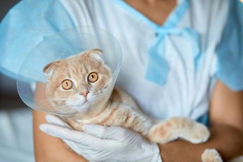 Jandira inicia a Castração gratuita para cães e gatos