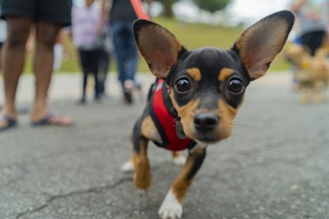 Cotia terá ação de vacinação antirrábica para cães e gatos no Jd. Sabiá nesta sexta, (29)